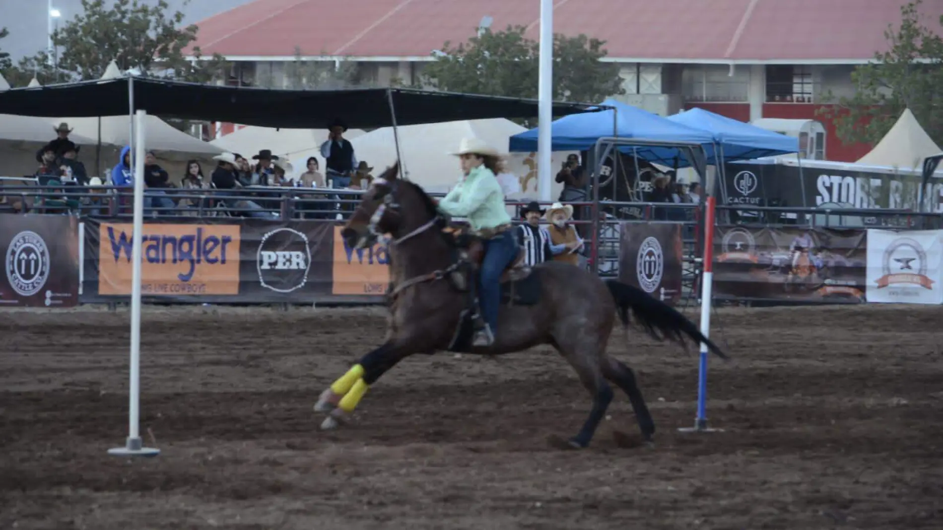 rodeo chihuahua